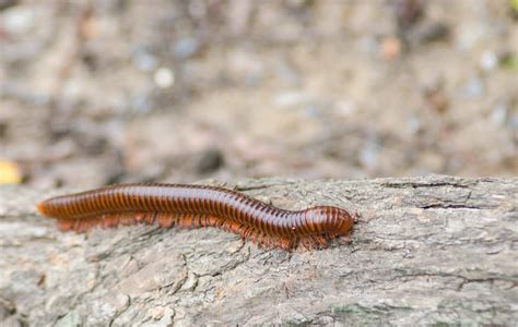  Atopogale: Ten Small Millipede Packs a Big Punch When It Comes to Environmental Importance!