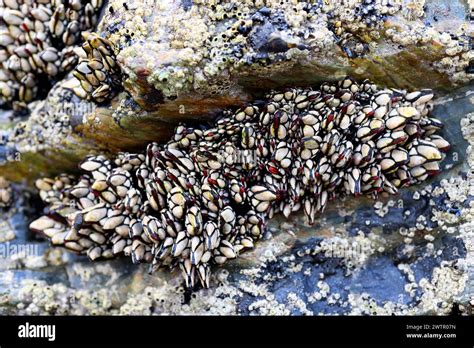  Barnacle! Discovering the Curious Case of a Sessile Crustacean Living Its Best Life Stuck Upside Down