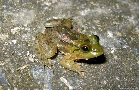  Euphlyctis! This Remarkable Frog With Long Legs Makes Its Home In Shallow Waters