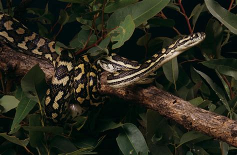  Queensland Python: Mój Bohater W Reptilianim Świecie!