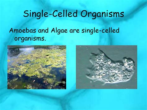  Amoeba! The Single-Celled Creature That Could Teach Us a Thing or Two About Adaptation