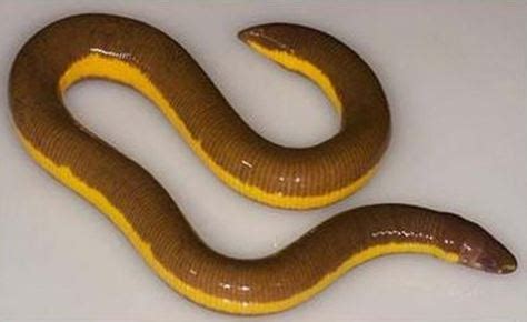  Caecilian: A Limbless Wonder That Embodies Both Slithery Grace and Amphibious Adaptability!