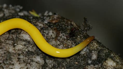  You-Know-Who: The Yellow Planarian, A Tiny Flatworm with Big Potential!